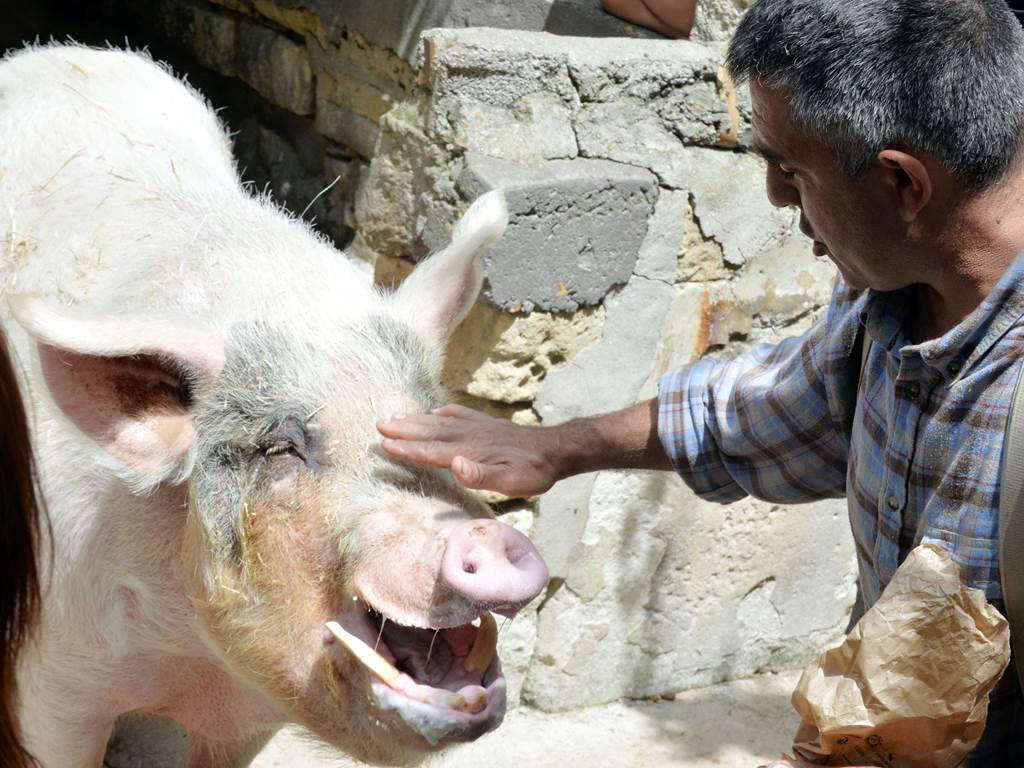 boul le cochon
