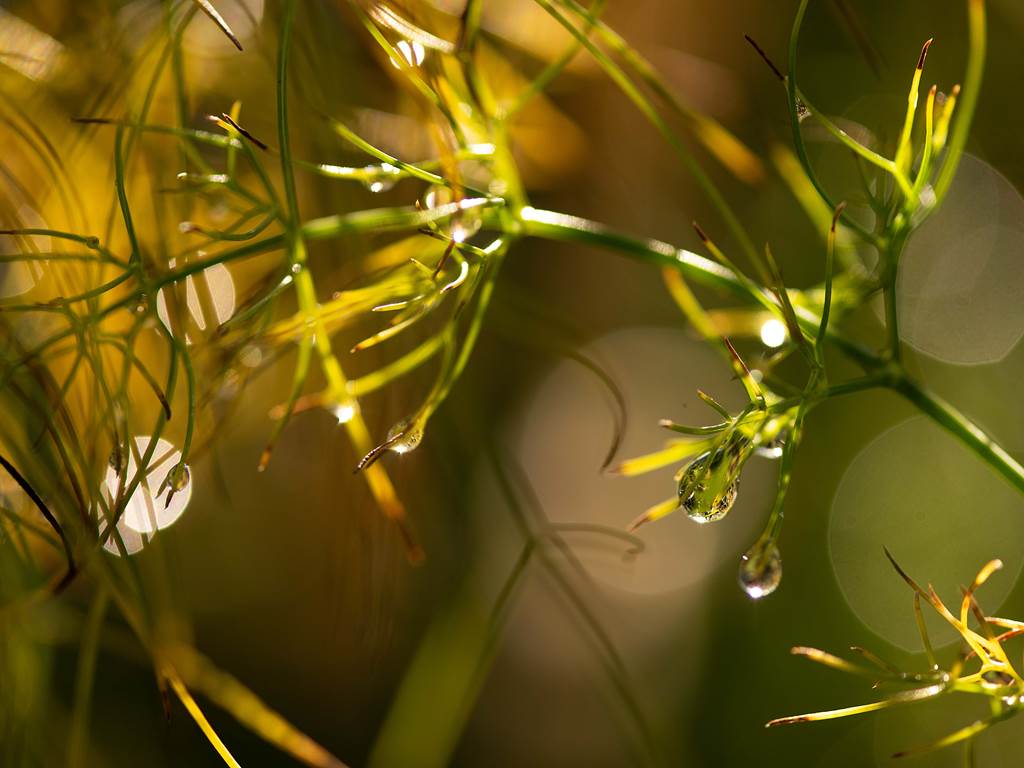 chambre-hotes-riec-sur-belon-finistere-sud-bretagne-cornouailles-bed-and-breakfast-visite-pont-aven-sentier-cotier-randonnée-jardin-centre-bourg