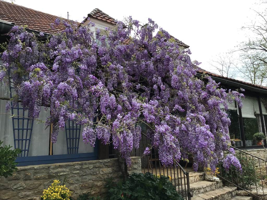 Magnifique glycine