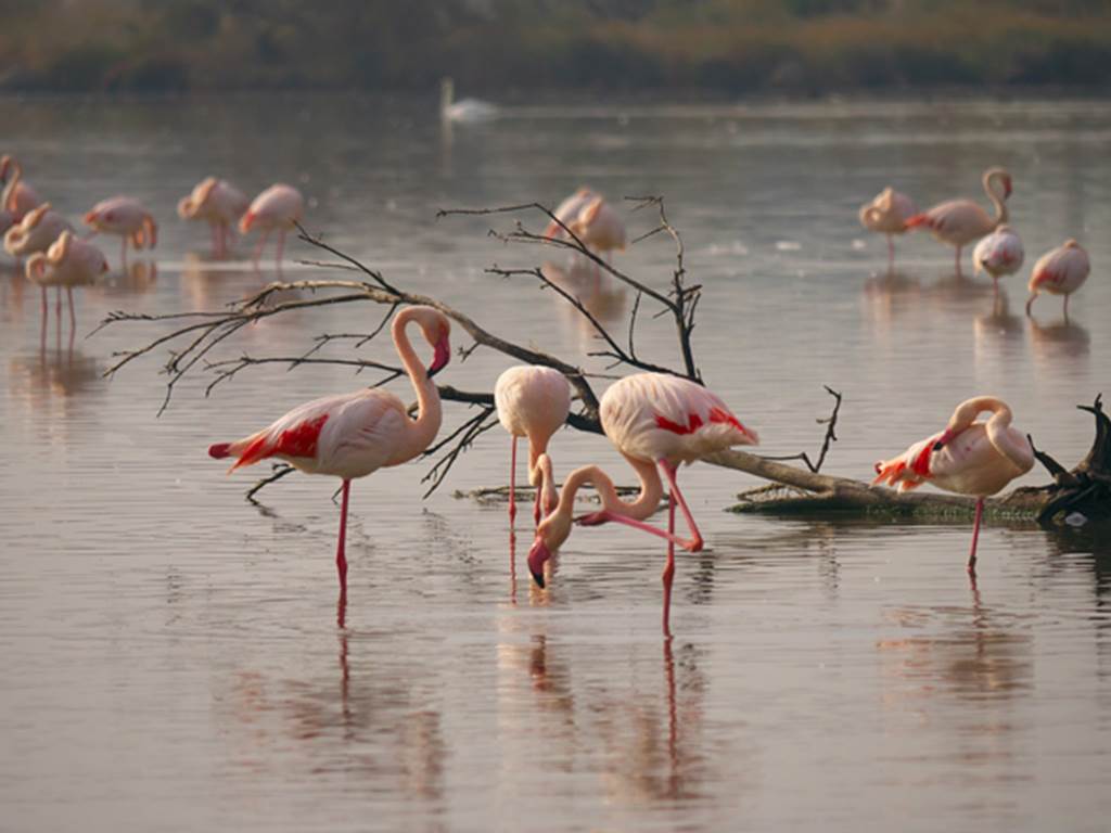 les flamants roses