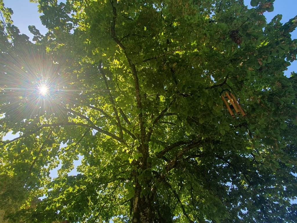 Domaine Sainte Raffine, les rayons du soleil dans le tilleul