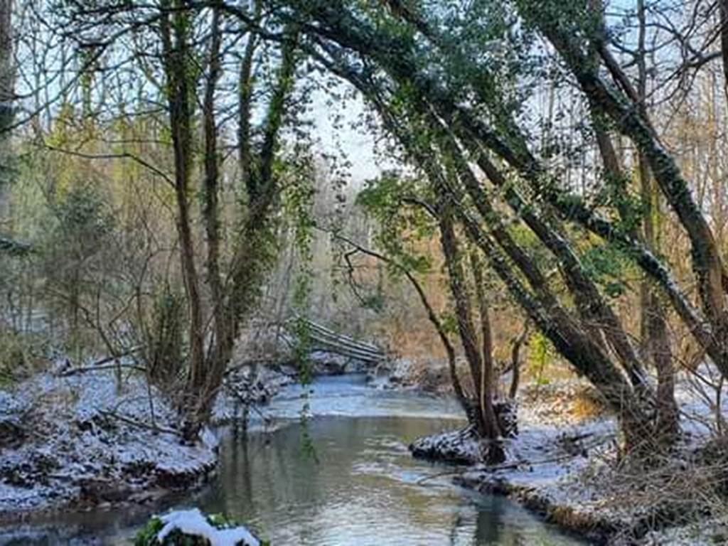 dans le bois du caillou qui bique, un jour d'hiver