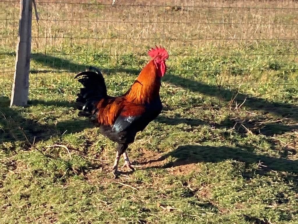 les animaux de la ferme - le coq