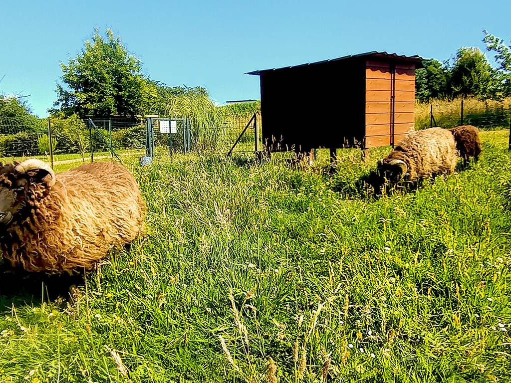 moutons-web