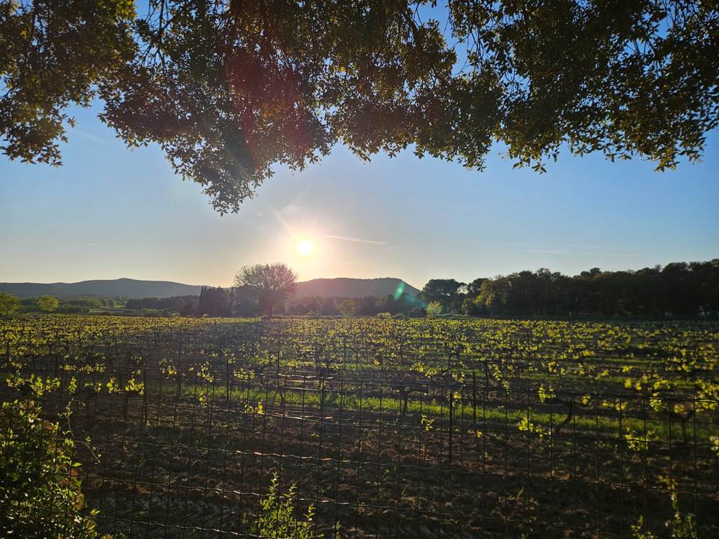 vue vignes