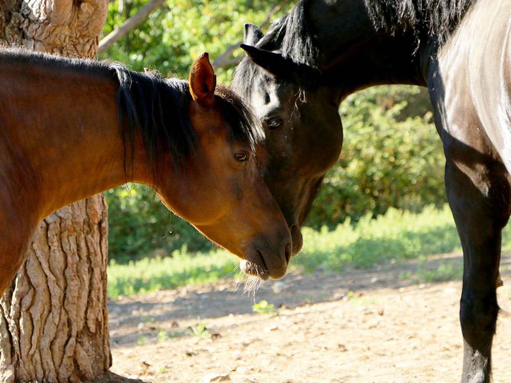 portfolio-chevaux-05