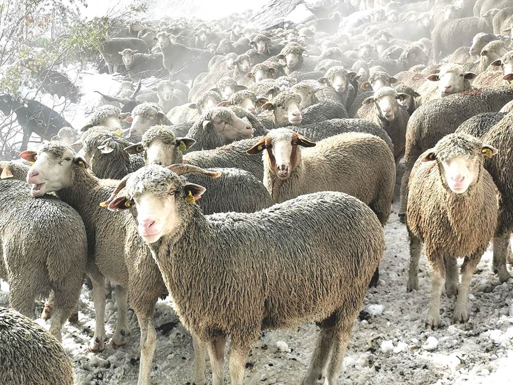 Les moutons de Baptiste en partance pour la Drôme