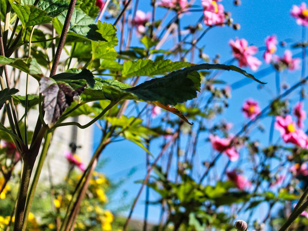 Du vert pour le relais de Lou