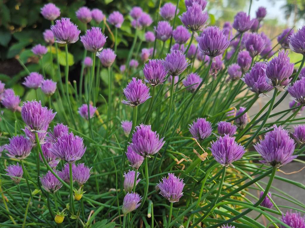 Plantes du jardin accessible aux clients