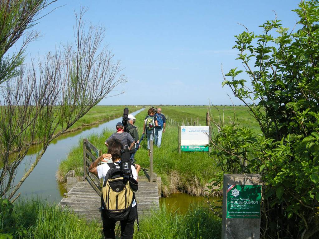 réserve naturelle moeze oléron