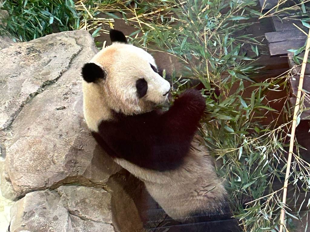Zoo de Beauval à 35 minutes