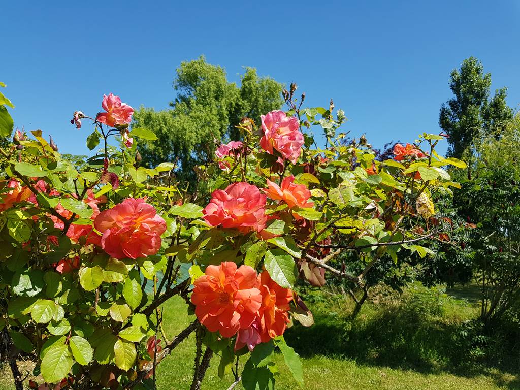 Champ des Mûriers - Roses parfumées - Photo - DR