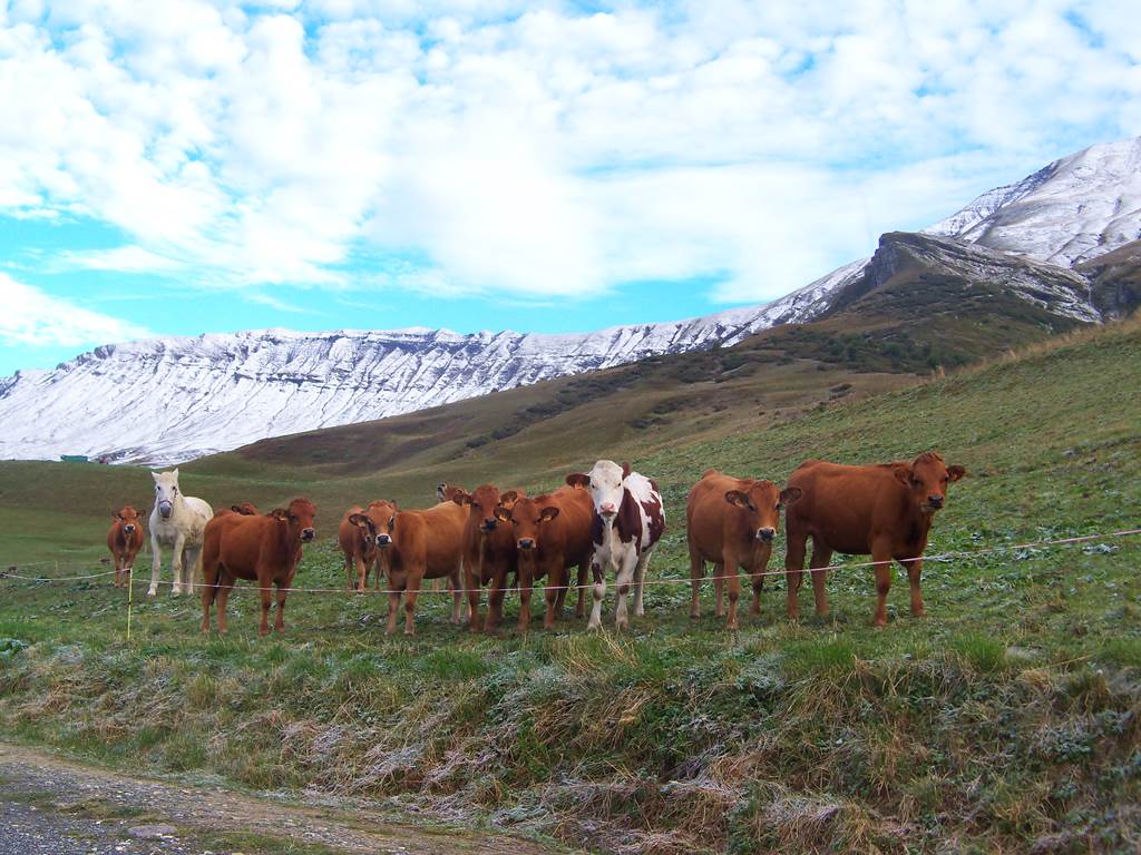 Vaches au col du Joly
