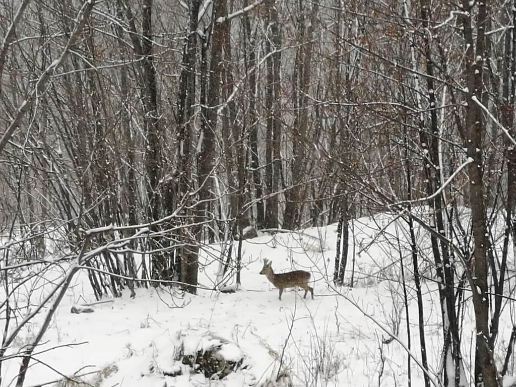 Nous habitons leur territoire - vue du chalet