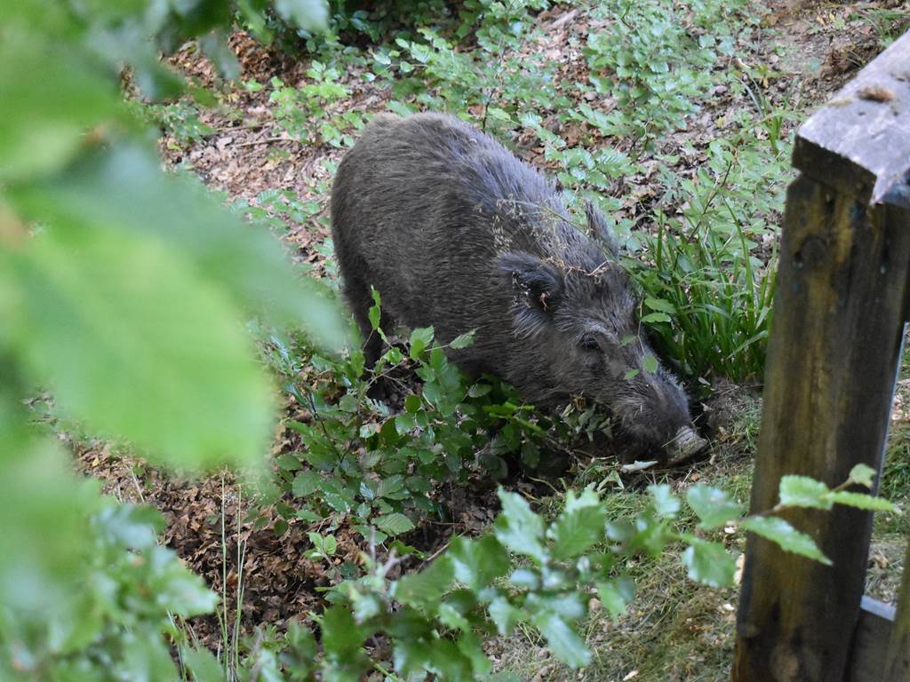 sanglier