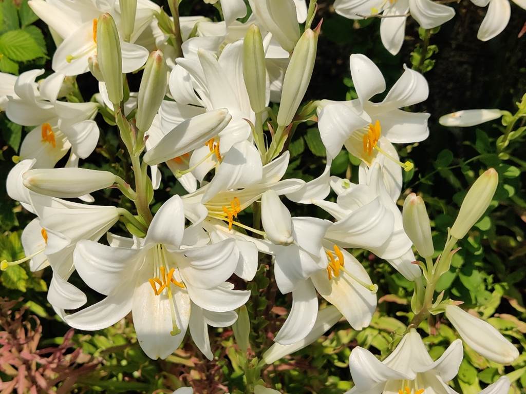 lys en fleurs 2025