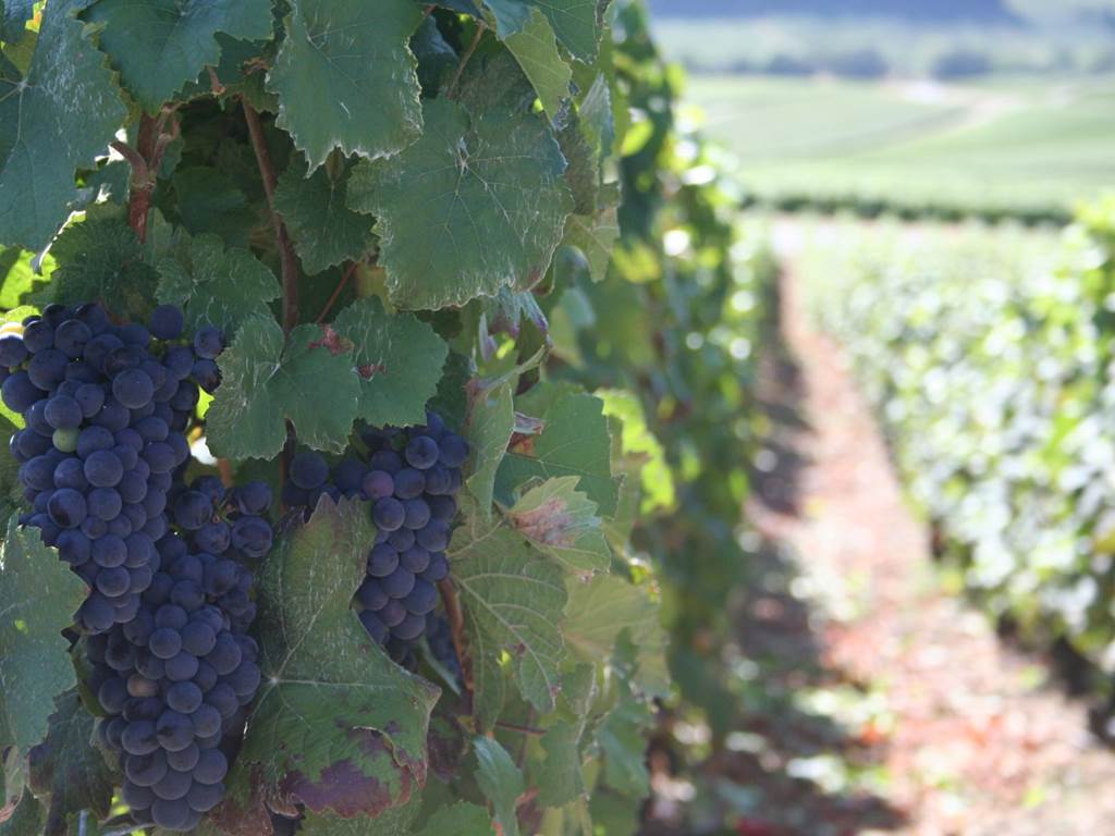 raisin noir au champagne  ARNOULT