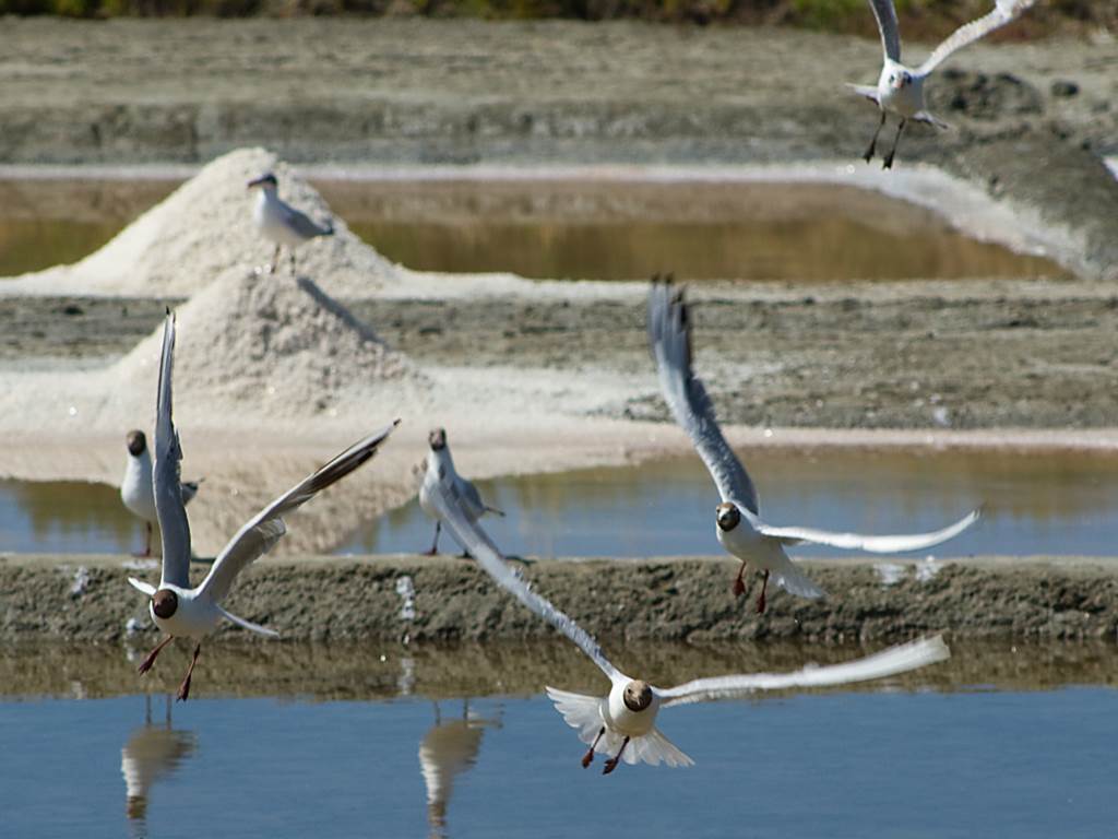 Re´_marais_salants_mouettes