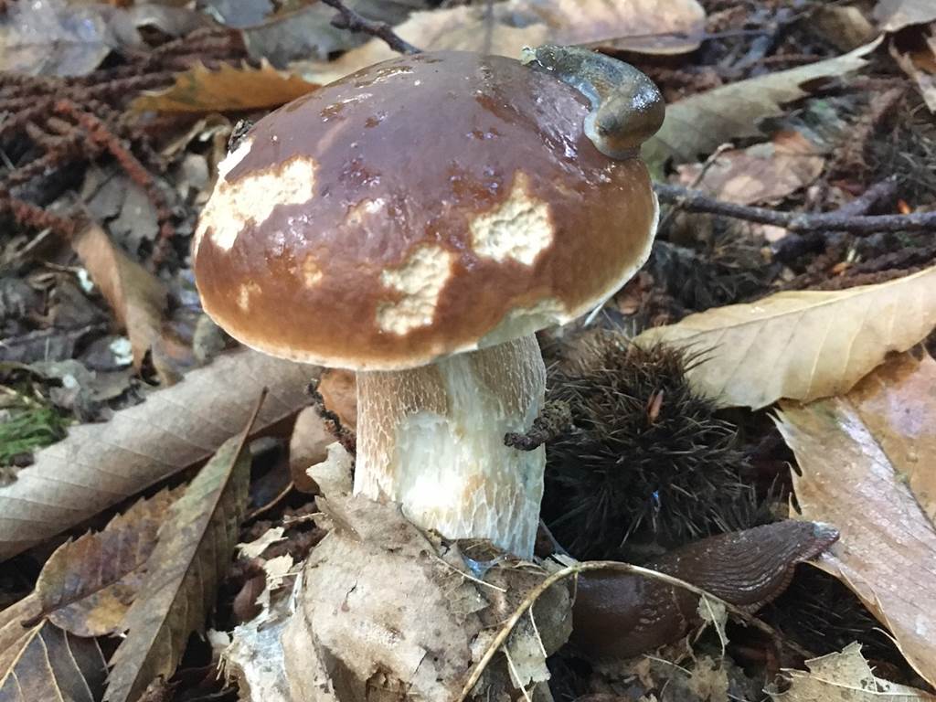 Et  la nature nous régale