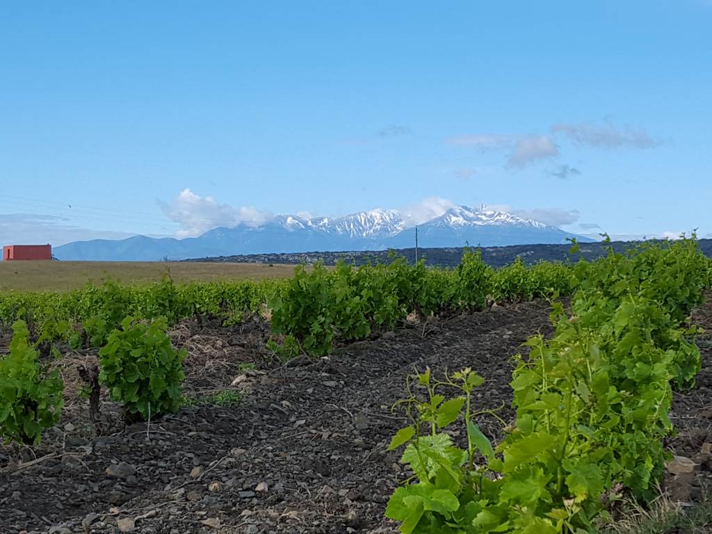 domainelatoupie-chambredhote-roussillon-oenotourisme