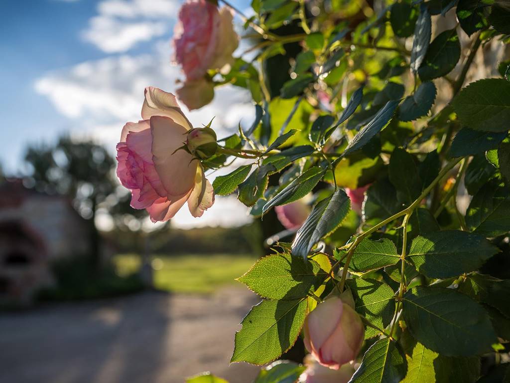 LABARTHE ROSES COLLECTION, PIERRE DE RONSARD ...