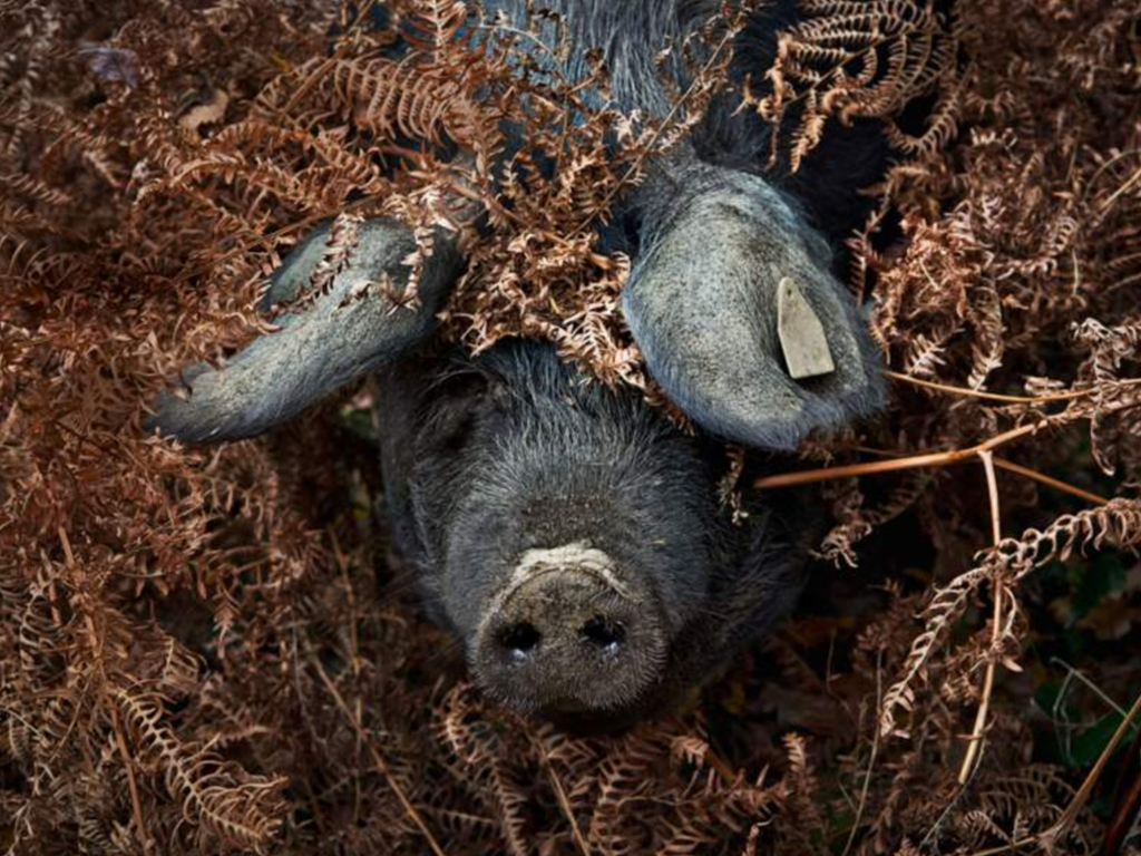 Porc Noir