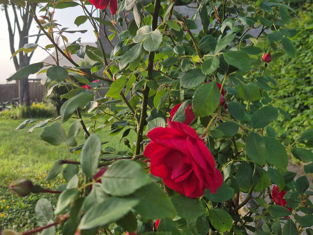 Rosier du jardin accessible aux clients
