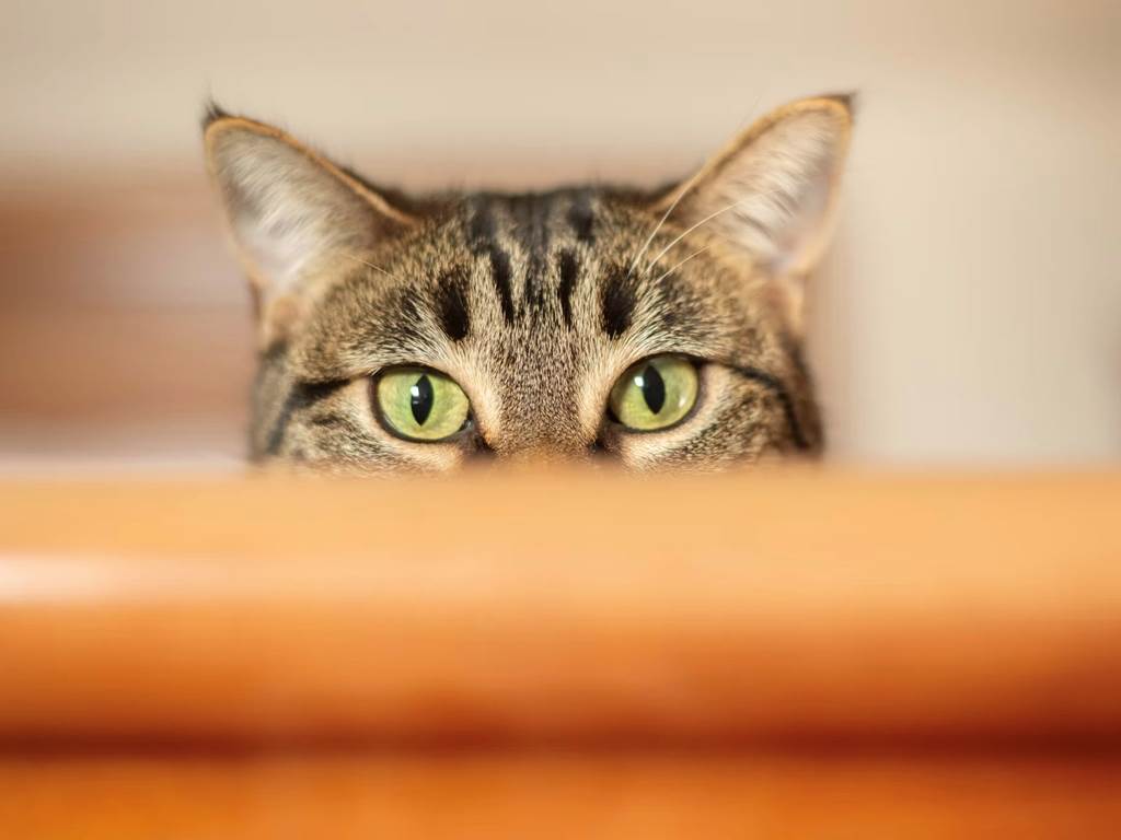 chambre-hotes-riec-sur-belon-finistere-sud-bretagne-cornouailles-bed-and-breakfast-visite-pont-aven-sentier-cotier-randonnée-jardin-centre-bourg