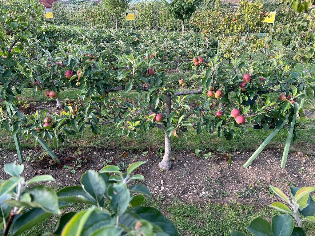 ESPALIER EN CORDONS DANS LES VERGERS-POTAGERS