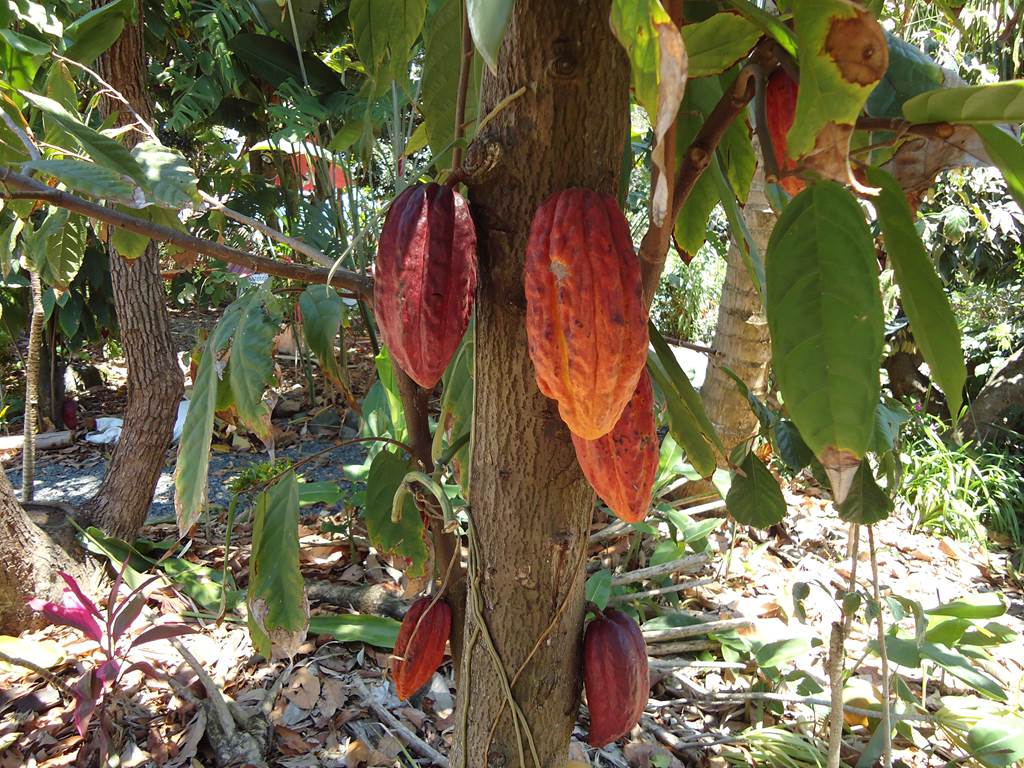 Cacaos du jardin