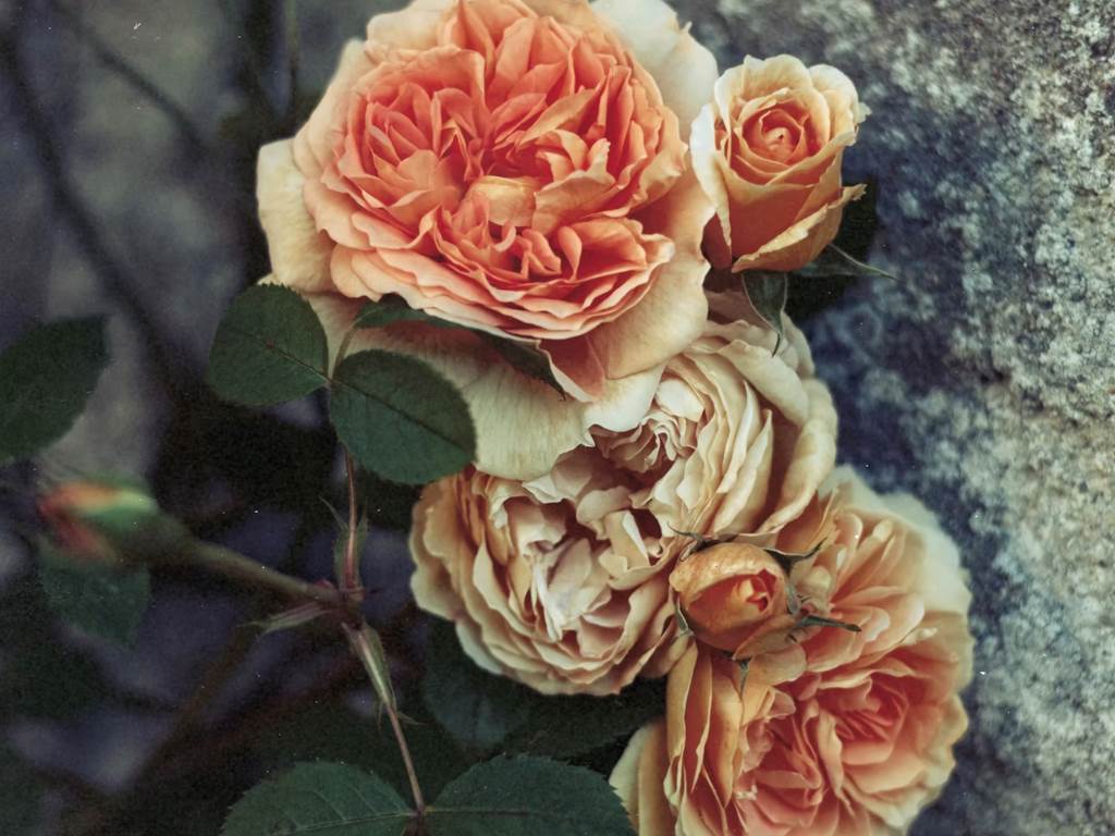 chambre-hotes-riec-sur-belon-finistere-sud-bretagne-cornouailles-bed-and-breakfast-visite-pont-aven-sentier-cotier-randonnée-jardin-centre-bourg