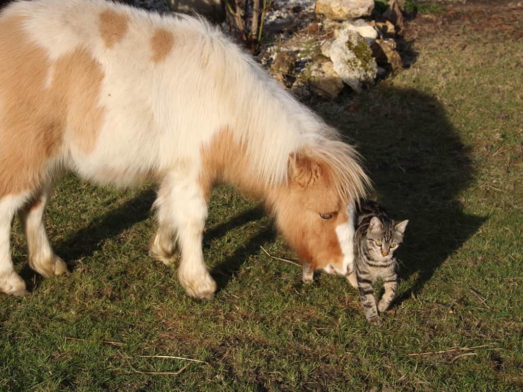 Ipipipe et Junior