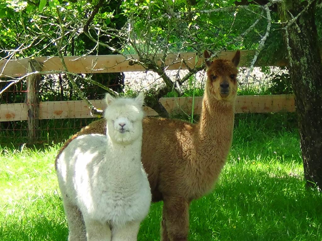 La grange de pachon - Les alpagas