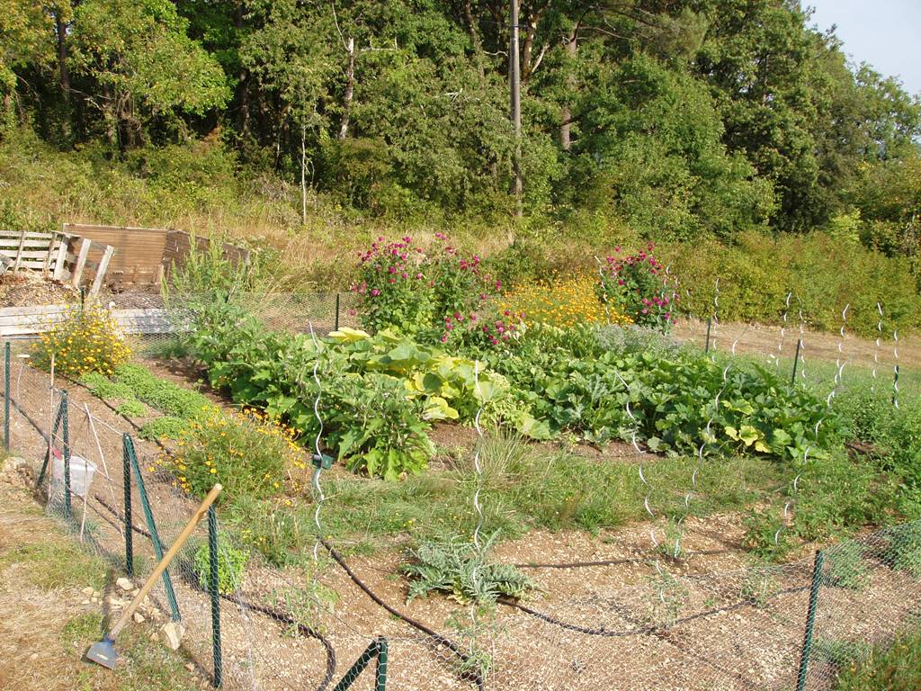 un coin du potager