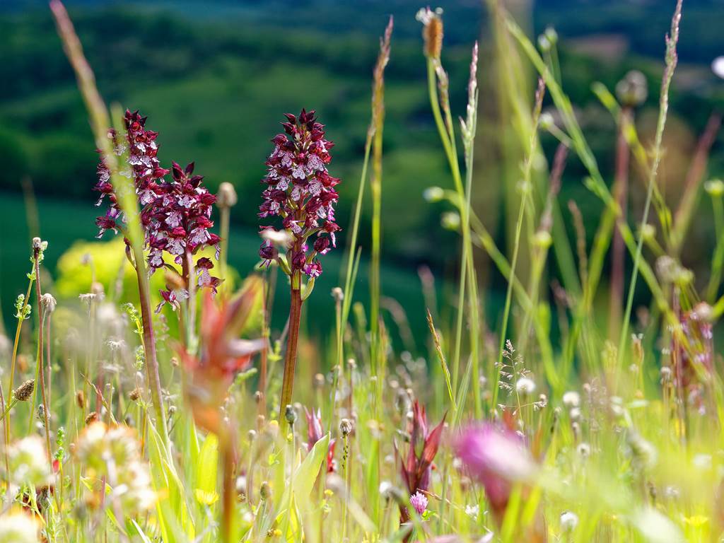 les orchidées