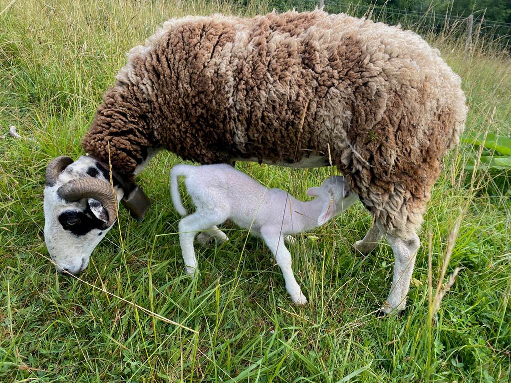 Moutons
