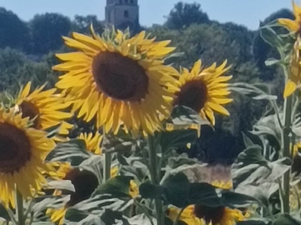 Tournesols