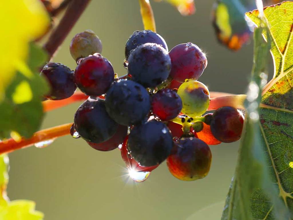 portfolio-raisins-murs