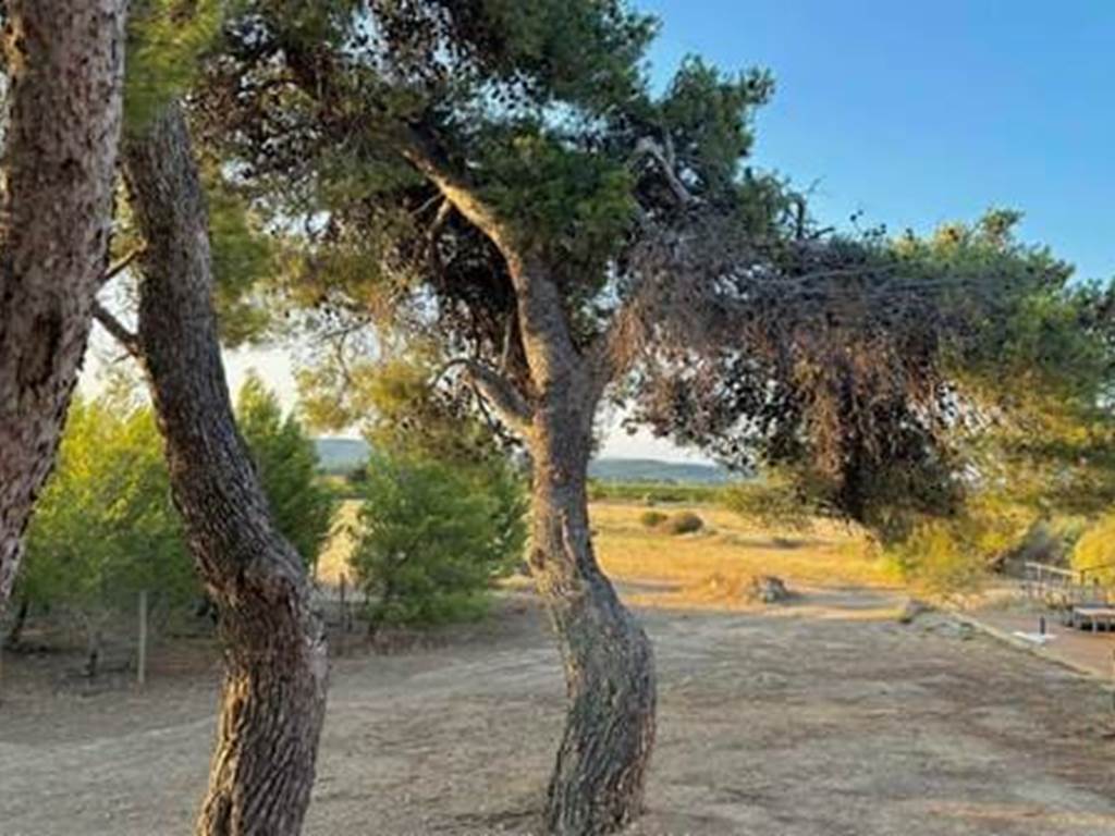 des pins tous autour des gîtes