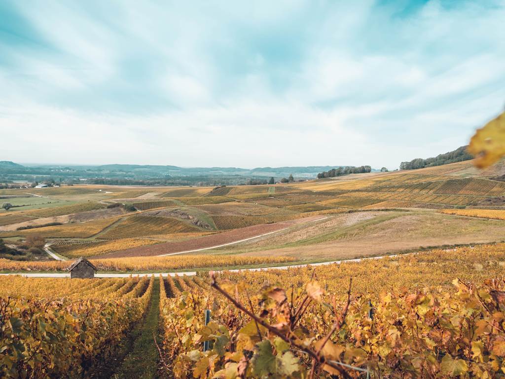 Vue des vignes au Vernois