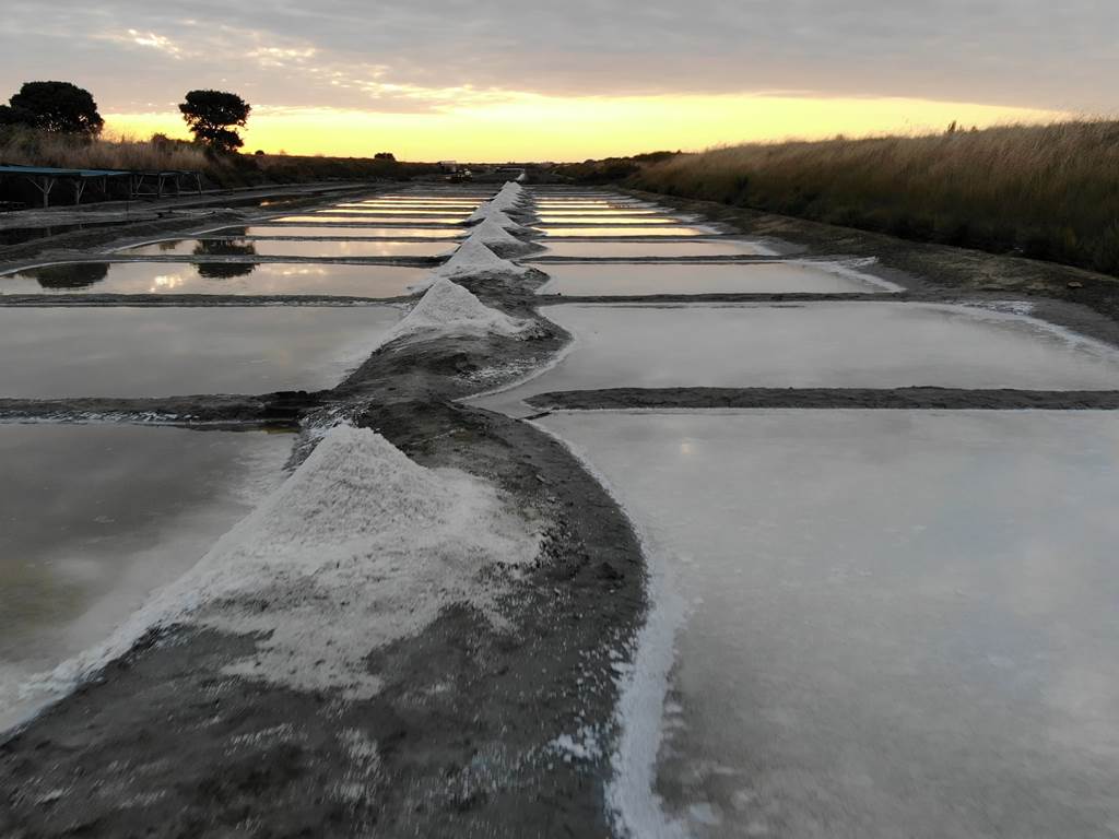 Salt Marshes 1