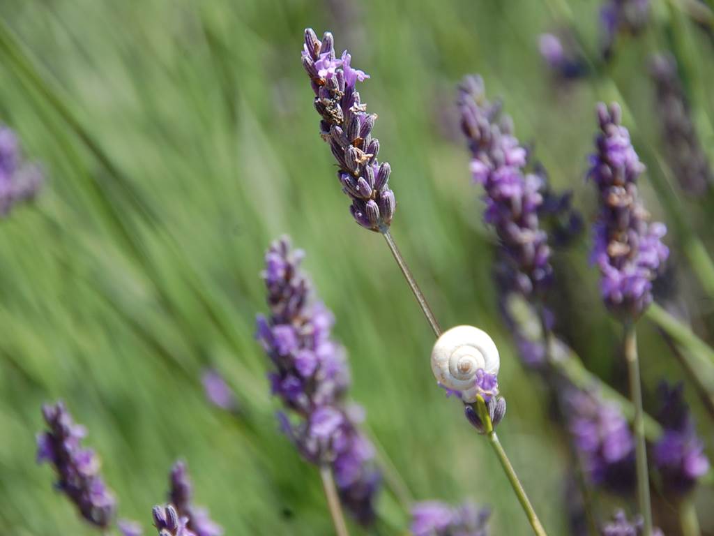 La lavande Provençale
