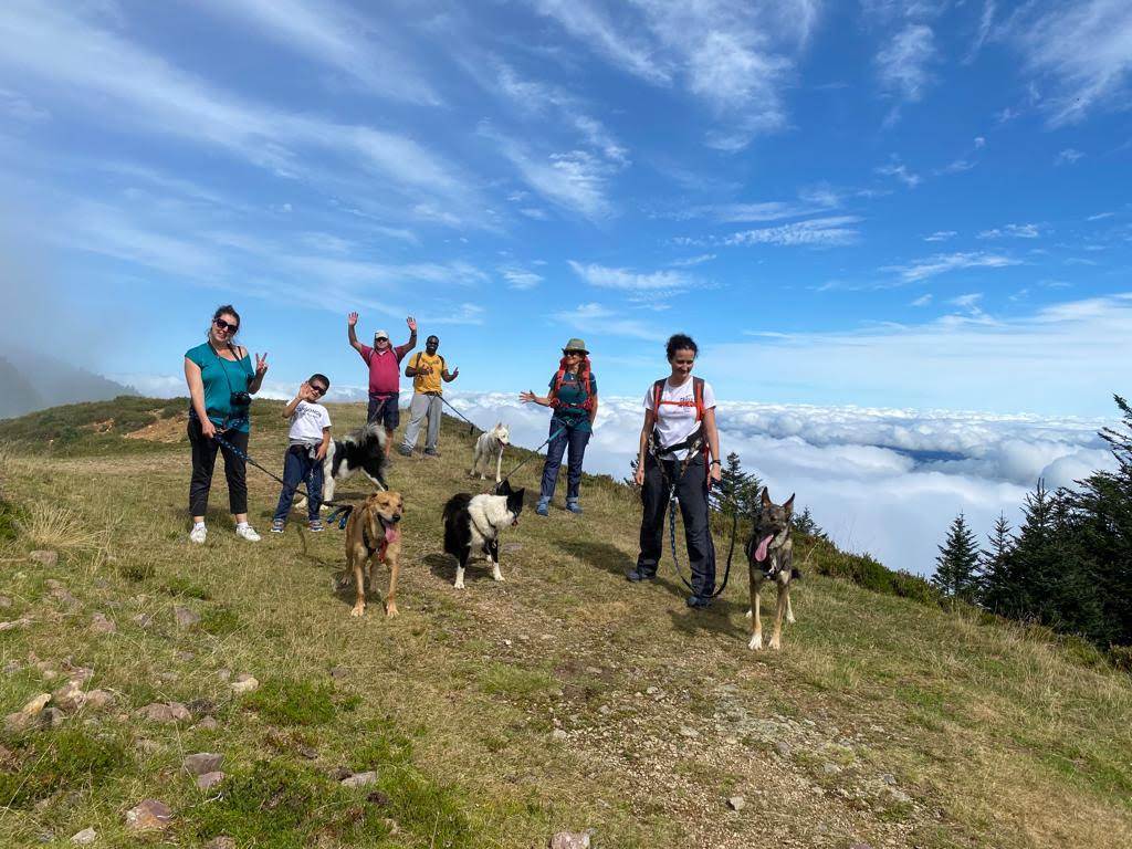 Cani-marche en famille avec les chiens de traineau