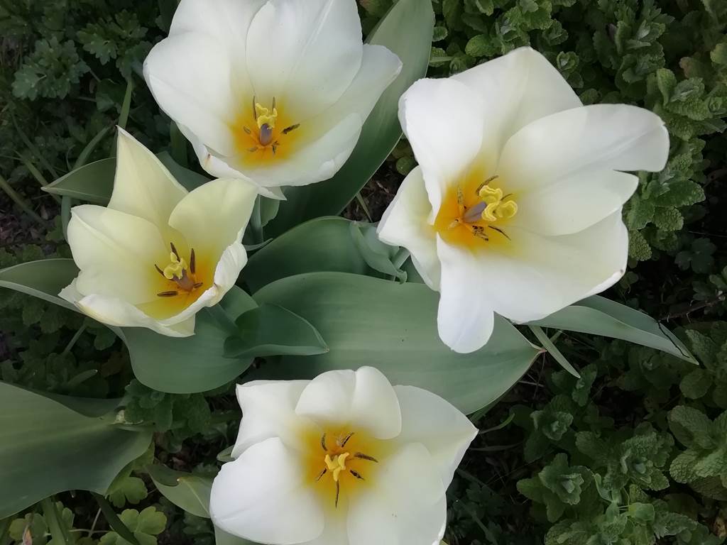 Jardin 8