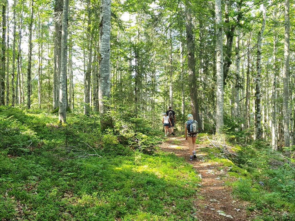 Nombreuses randonnées en famille à faire dans la forêt du Risoux