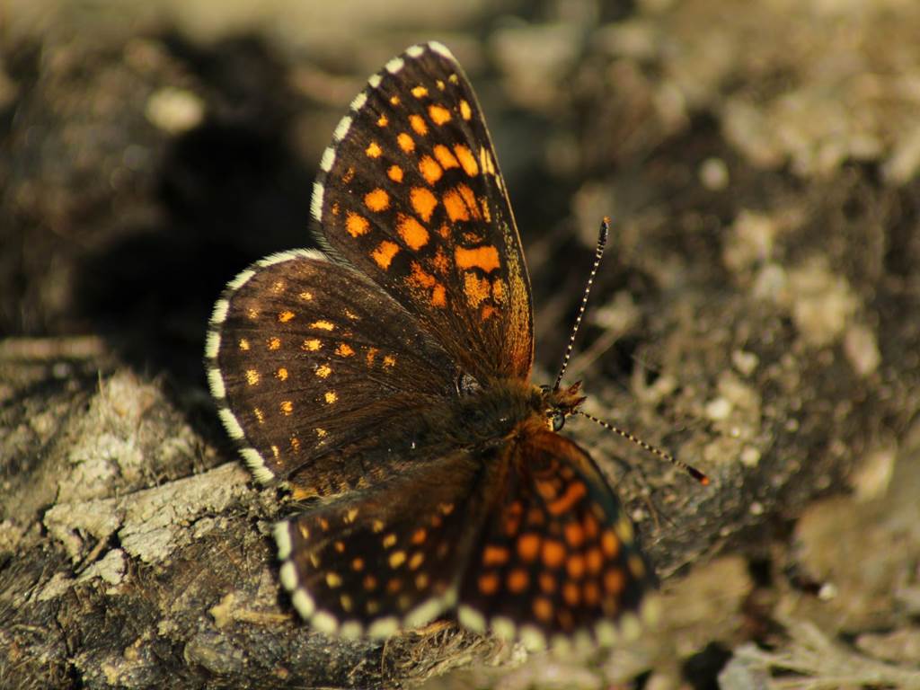 Sur le sentier des papillions à Valmeinier - Zone NATURA 2000