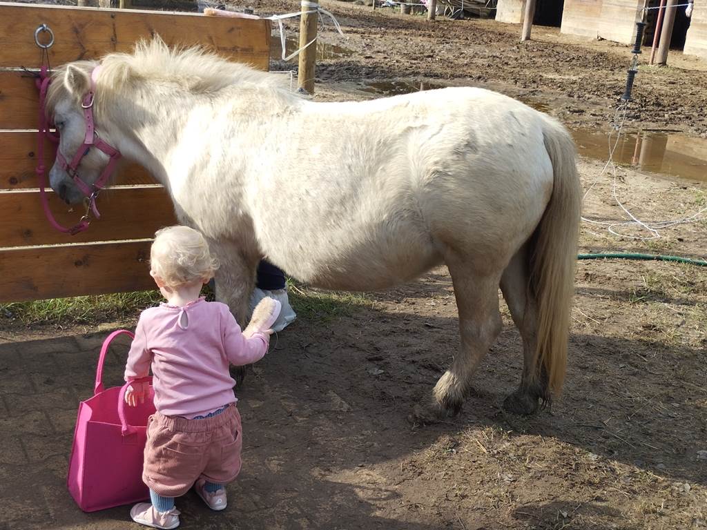 balade à poney Pyrénées-Orientales  promenade poney 66  activité enfant Pyrénées-Orientales  poney club 66  centre équestre Pyrénées-Orientales  balade à cheval 66  activité famille Pyrénées-Orientales  équitation enfant 66  balade à poney près de Perpignan  balade à poney bompas, claira, toreilles, barcares, canet en roussillon, sainte marie, Thuir, Pézilla, elne, cabestany, rivesaltes, saint estève