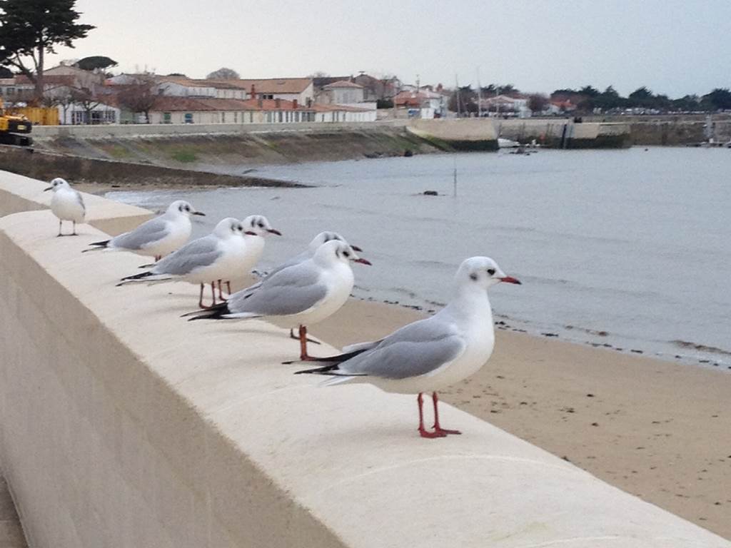 Instant paisible en bord de mer à La Flotte