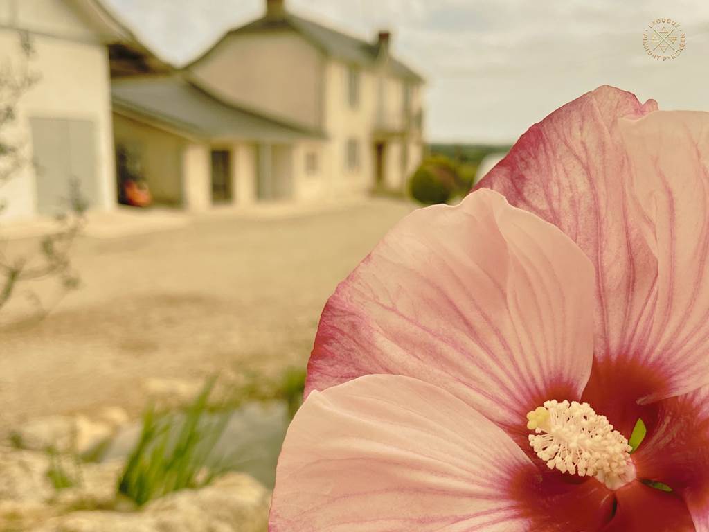 Domaine Laougué - fleur