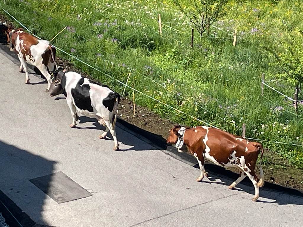Montée à l'alpage, Mai 2025 - la Poya